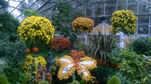 Chrysanthemum Display