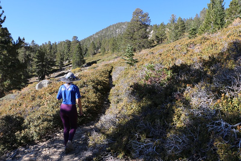 Hiking along the overgrown and unmaintained Tamarack Valley Trail