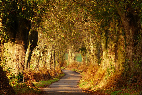 november autumn trees england landscape hampshire lane avenue oakley basingstoke basingstokeanddeane
