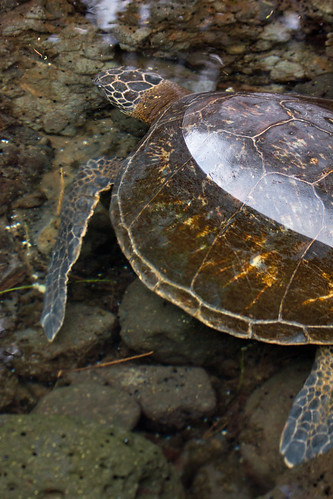 sea hawaii turtle honu bigisland hilo richardsonoceanpark