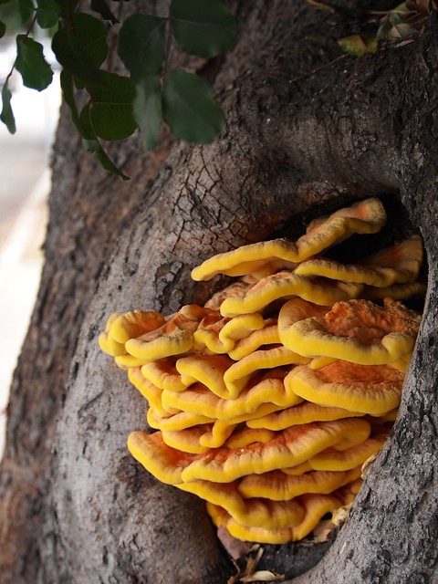 Sulphur Fungus  (Laetiporus sulphureus), Van Nuys, California