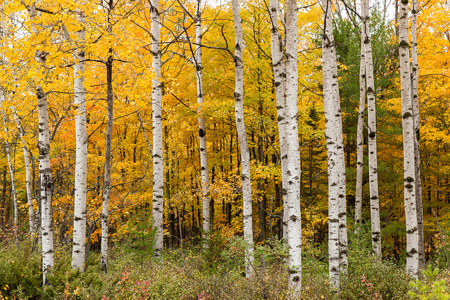 Fall Foliage at Peninsula State Park, Door County Wisconsin