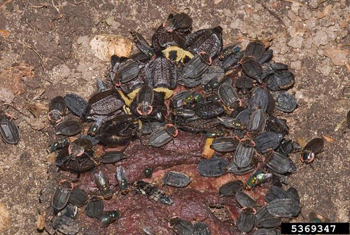 A group of carrion beetles feed on a dead animal. (Bugwood.org/Susan Ellis)