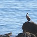 Ibiza - Bird on a rock near Santa Eularia
