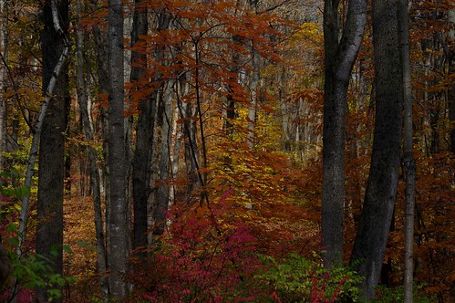 pentax k3 pentaxk3 smcpentaxda55300mmf458ed vbd ct connecticut fall fallcolor autumn newengland trees woods park oldminepark trumbull 2014 fall2014 pink orange leaf leaves