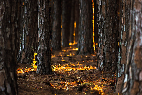 trees light gold australia burleighheads allieca