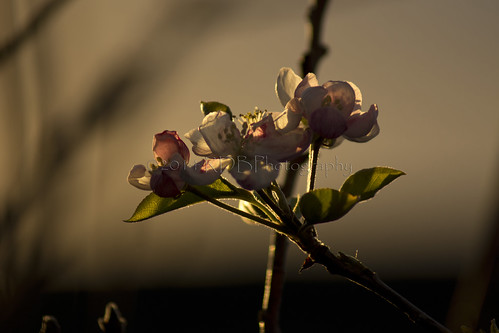 sunset apple blossom bokeh