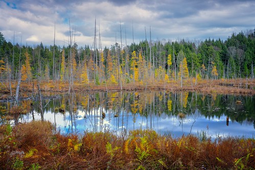 autumn reflection tree fall marsh