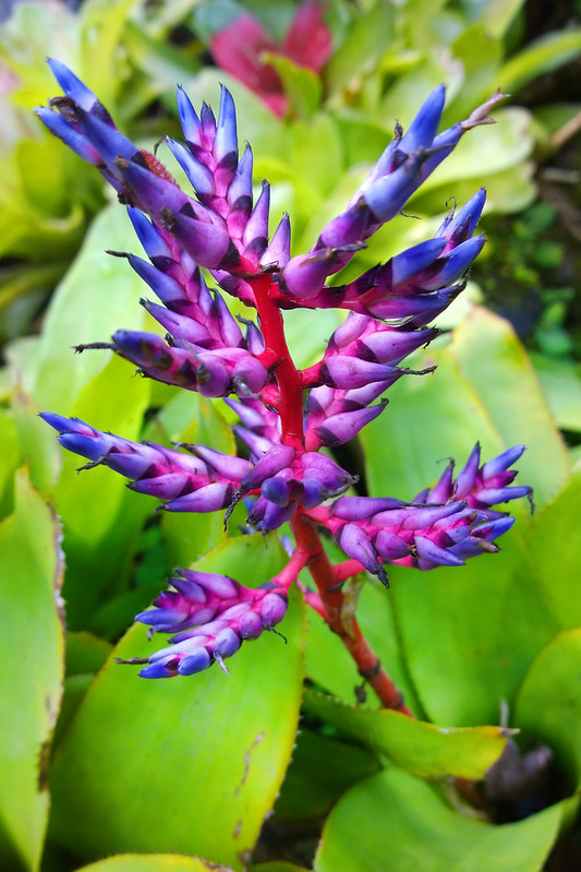 Costa Rica Flowers & Plants