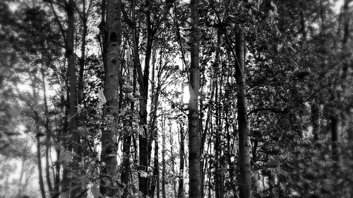 wood blackandwhite bw france tree nature noiretblanc nb trunk arbre nordpasdecalais bois tronc coudekerque leboisdesforts