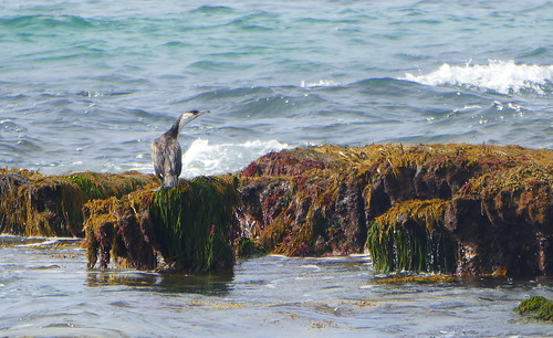 blackfacedcormorant phalacrocraxvarius seaweed barwonheadsbluff victoria australia barwonheads