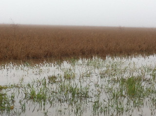 A flooded soybean field in Chicot County Arkansas