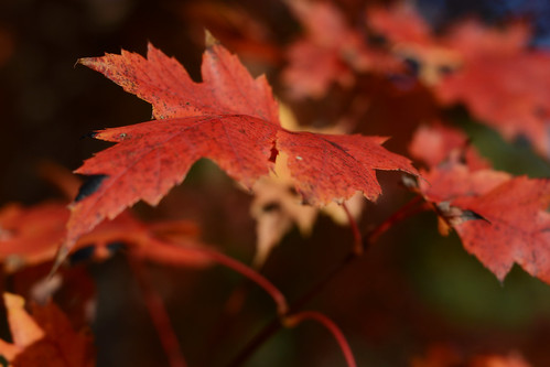 Fall leaves 2014
