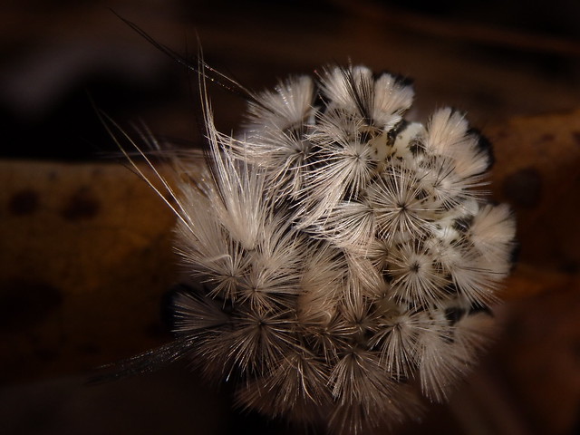 Hickory Tussock Moth Caterpillar (Lophocampa caryae) linville gorge
