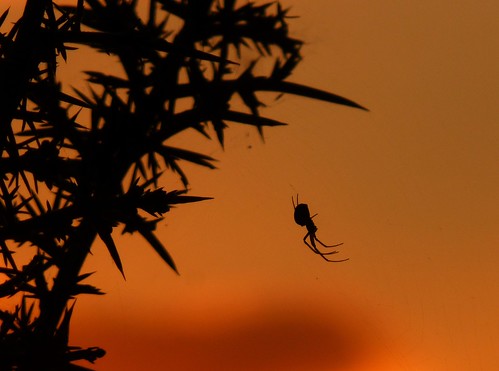 sunset sky orange nature weather silhouette spider wildlife