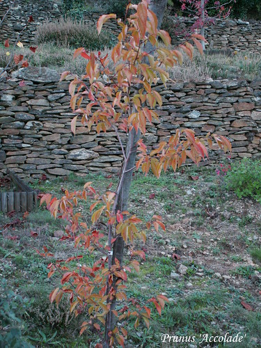 Prunus 'Accolade'