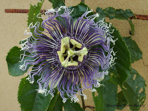 Passiflora 'Byron Beauty'