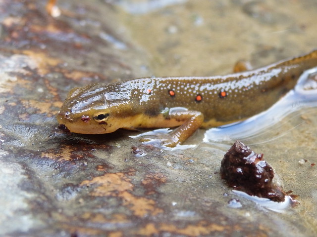eastern newt (Notophthalmus viridescens) Linville Gorge