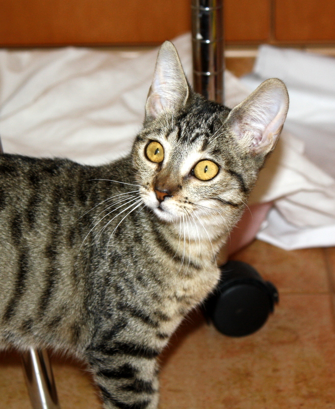 Tessy, guapísima gatita parda moteada de ojos cobrizos esterilizada nacida en Julio´14, en adopción. Valencia. ADOPTADA. 15526287966_6794eeeab9_c