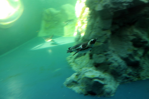 penguin aquarium penguins connecticut mystic africanpenguin spheniscusdemersus mysticaquarium blackfootedpenguin newlondoncounty blackfootedpenguins rogertorypetersonpenguinexhibit