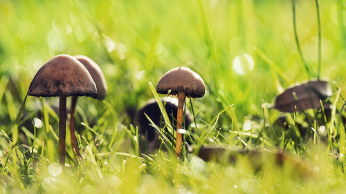 autumn blur cold macro green home nature mushroom grass closeup canon project garden outside outdoors eos is natural little bokeh fungi unwanted british usm shroom weekly geotag autumnal 52 week43 6d grassblades photoaweek p52 f28l ef100mm