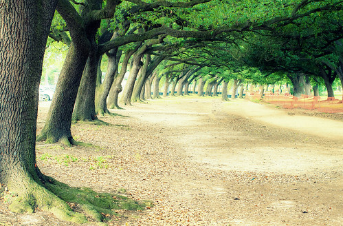 park trees tree beautiful landscape texas walk fineart houston wallart decor treeline