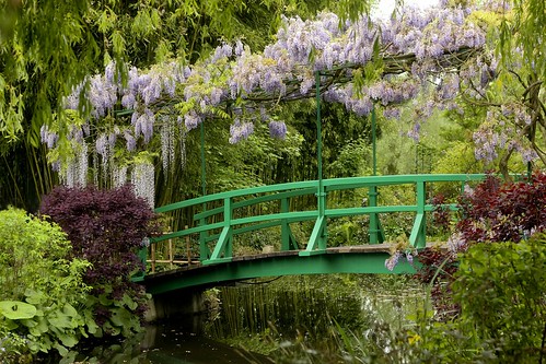 bridge flowers france green fleurs monet pont wisteria giverny glycine romaniashots