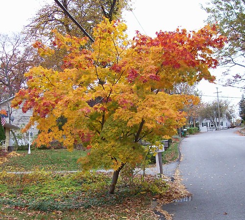 yellow-leaf tree