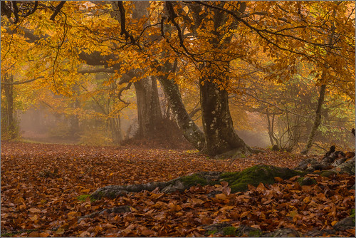 autumn italy nature landscape 50mm nikon scenery san italia raw natura severino monte autunno marche paesaggio bosco macerata vicino naturale riserva faggi d7100 canfaito