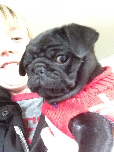 Audie the pug puppy