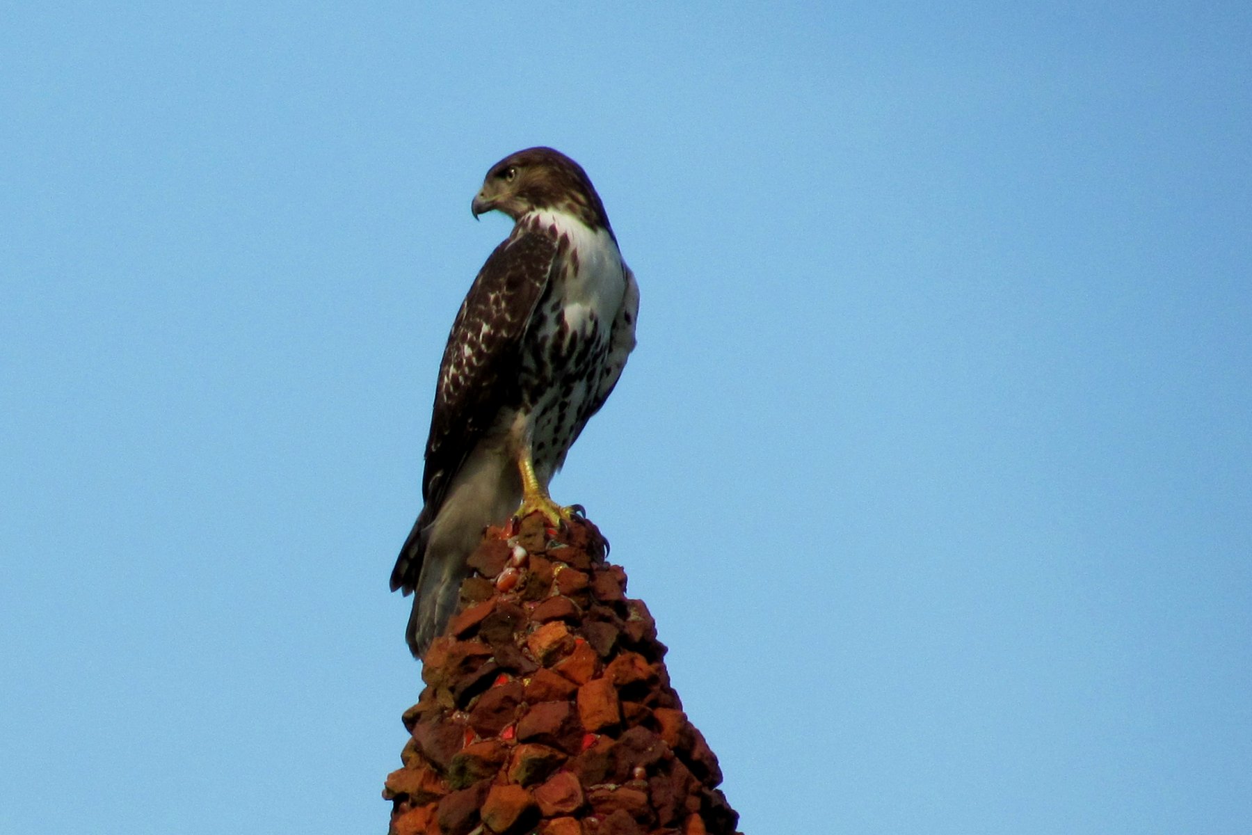 "Hawk perched on Crossroads