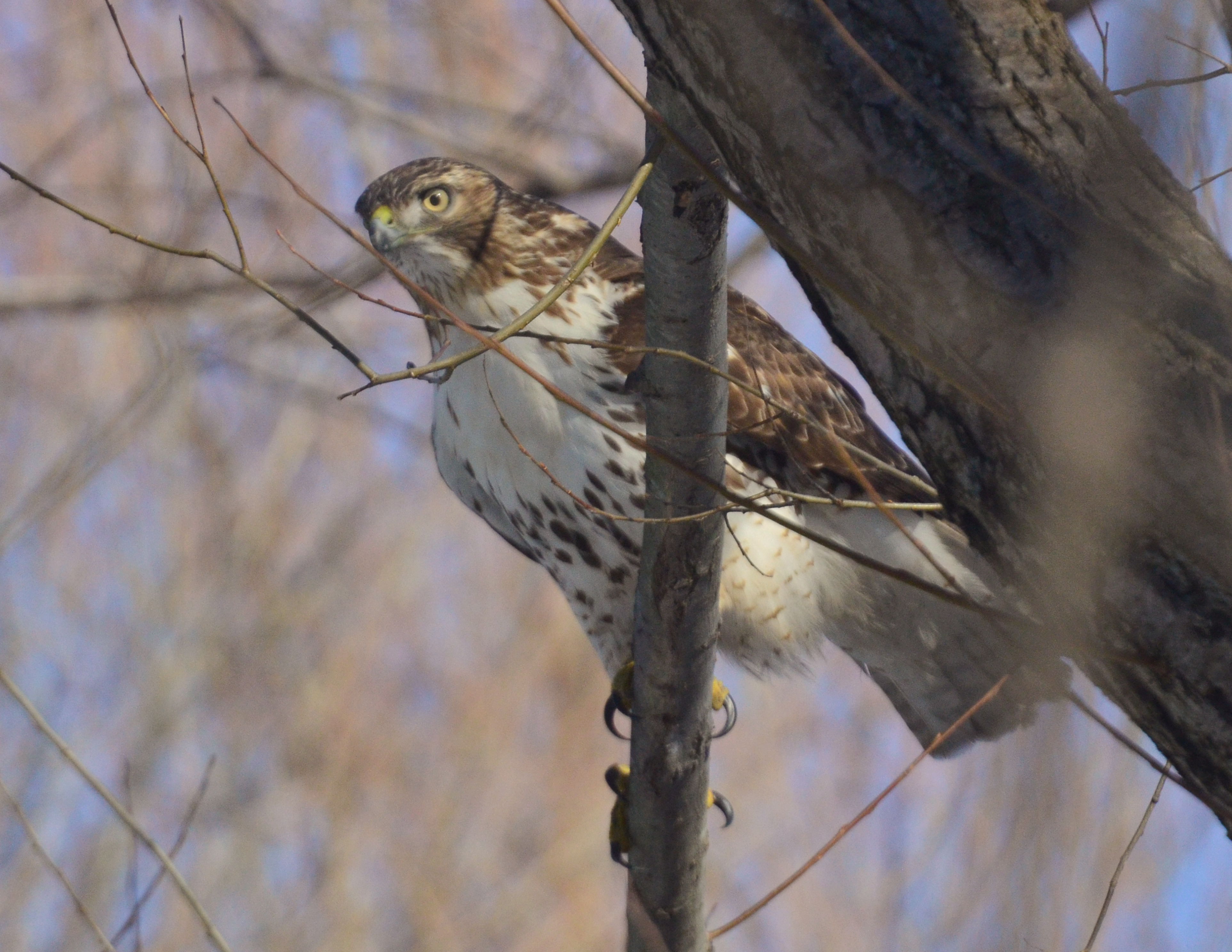 Red-tailed Hawk 12-28-2013 658