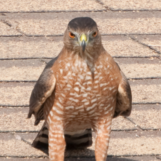 Hawk in the yard